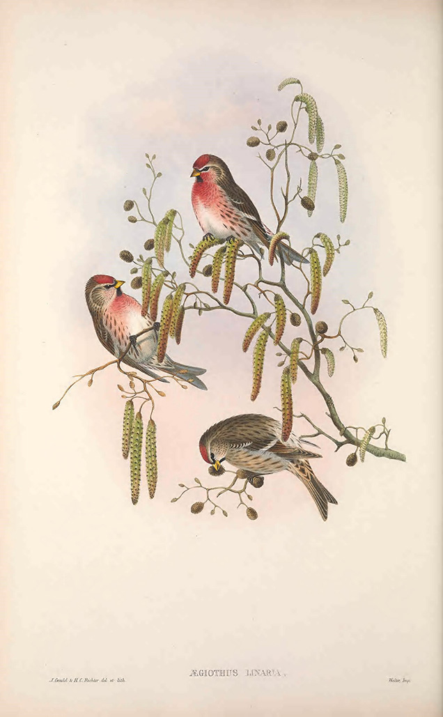 A print of Common Redpoll from Birds of Great Britain by John Gould